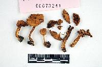 Inocybe subochracea image