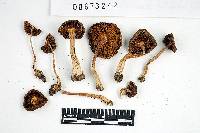 Inocybe subdestricta image