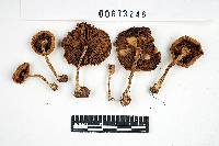 Inocybe subdecurrens image