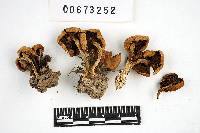 Inocybe squamosodisca image