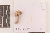 Russula pusilla image