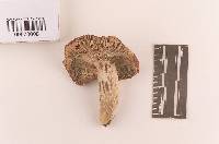 Russula rubescens image