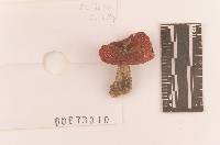 Russula rubriceps image