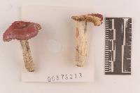 Russula rubescens image