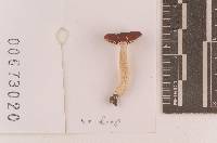 Russula rubellipes image