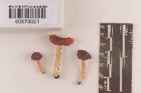 Russula rubellipes image