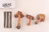 Russula rhodopoda image