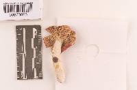 Russula rosea image