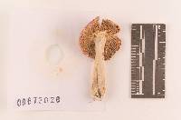 Russula nitida image