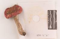 Russula rubescens image