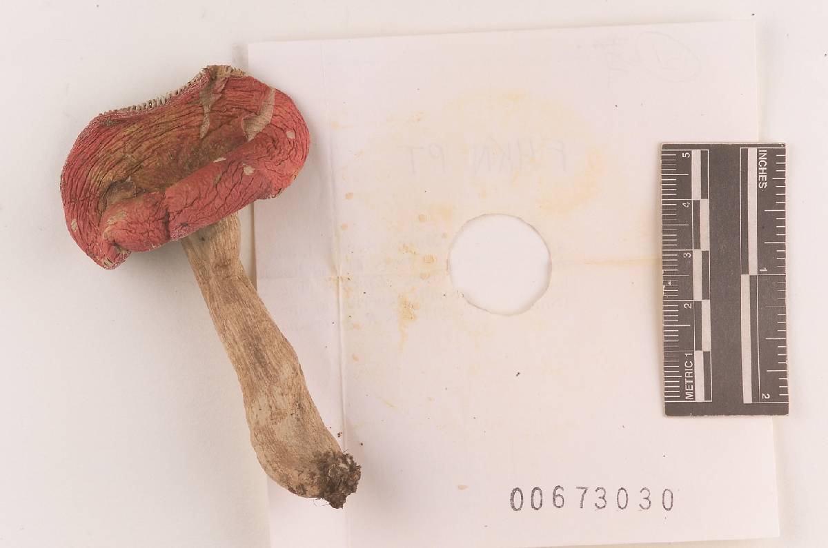 Russula rubescens image