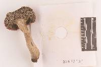 Russula rubescens image