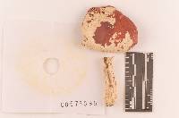 Russula pulchra image