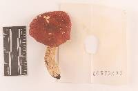 Russula pulchra image