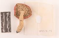 Russula pulchra image