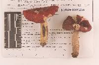 Russula rubescens image