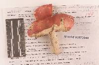 Russula rubescens image