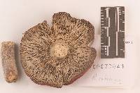 Russula rubescens image