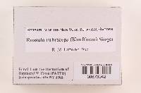 Russula rubriceps image