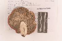 Russula rubescens image