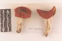 Russula rubescens image