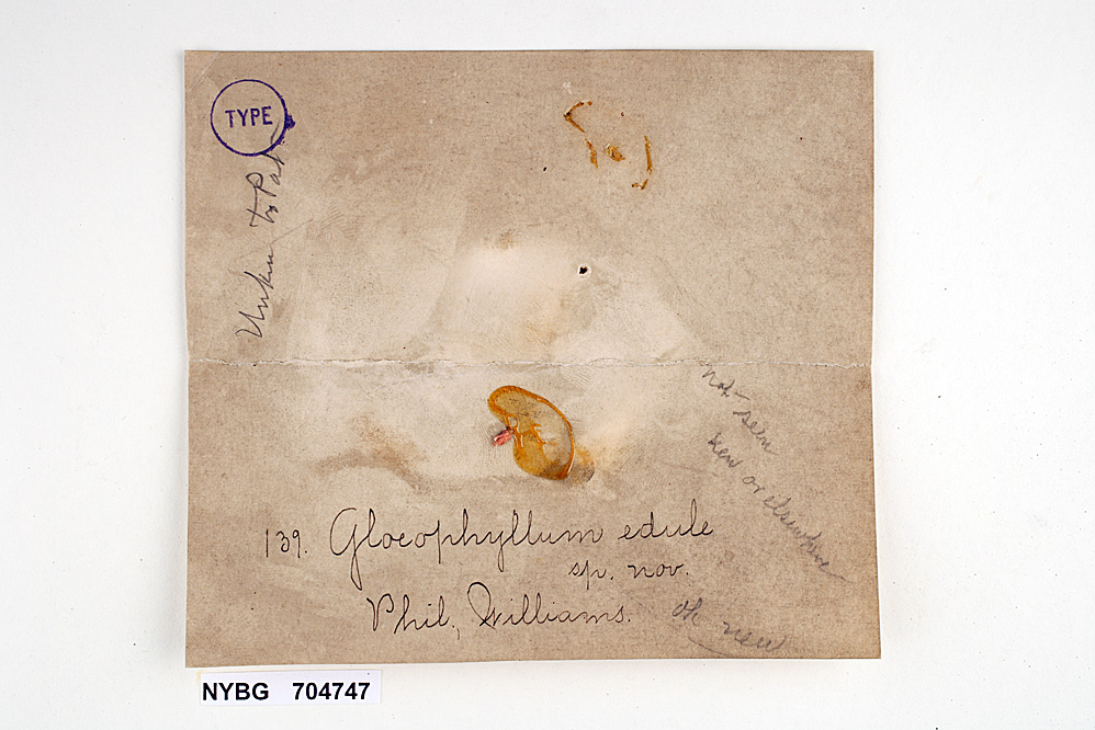 Gloeophyllum subferrugineum image