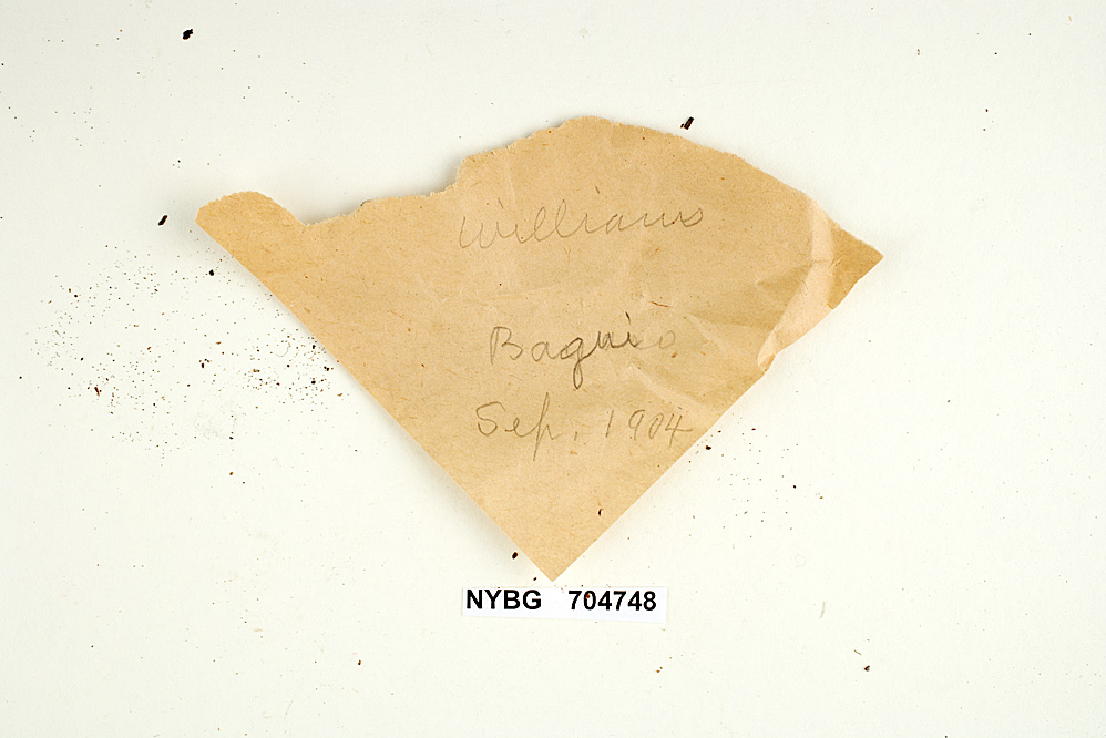 Gloeophyllum subferrugineum image