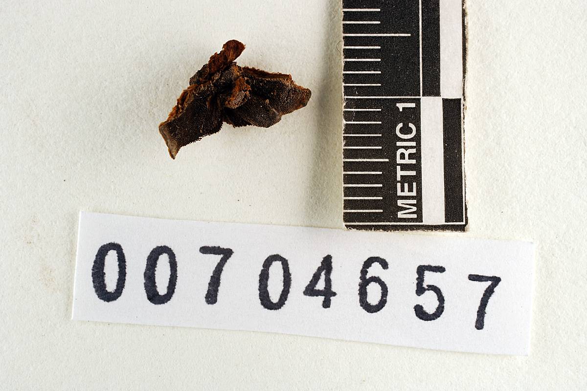 Coriolopsis fumosa image