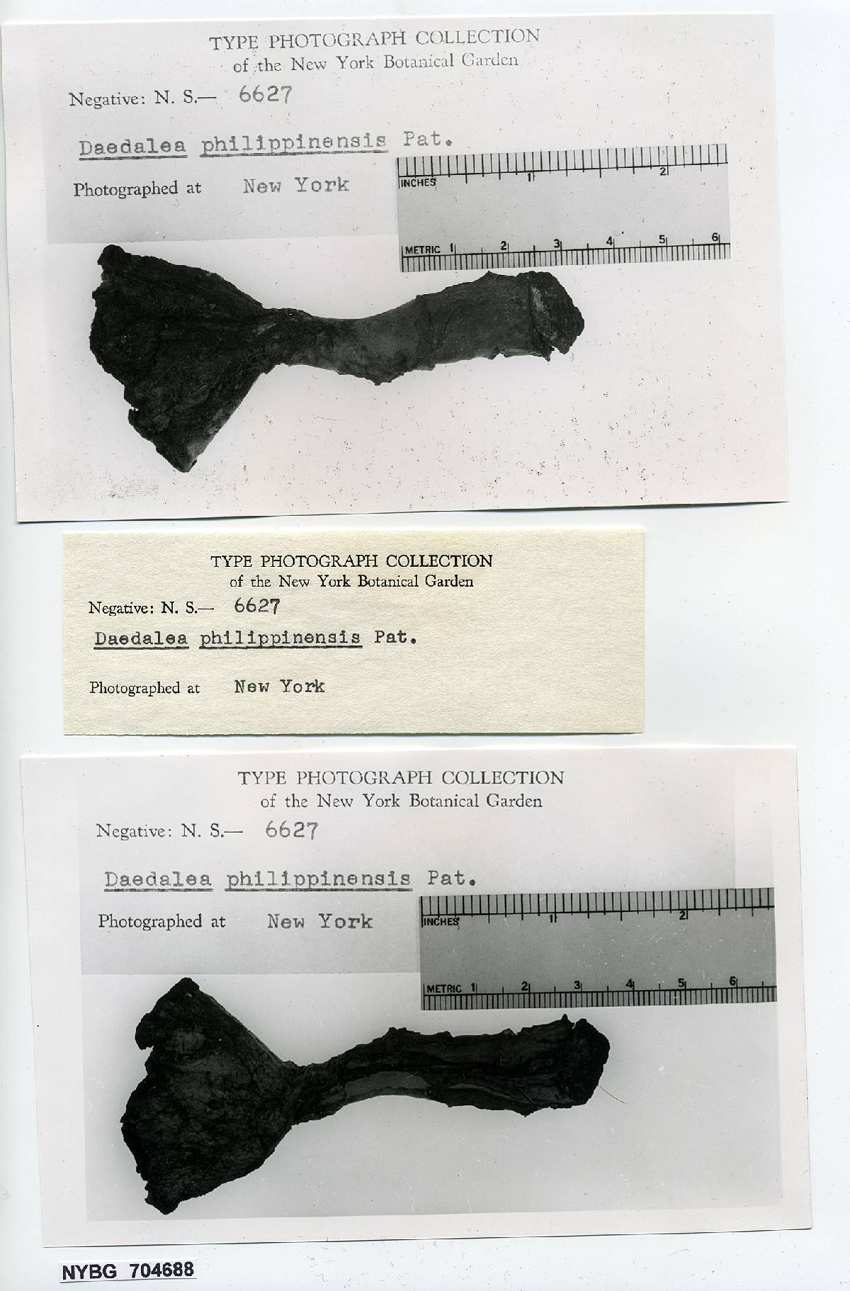 Diacanthodes novo-guineensis image