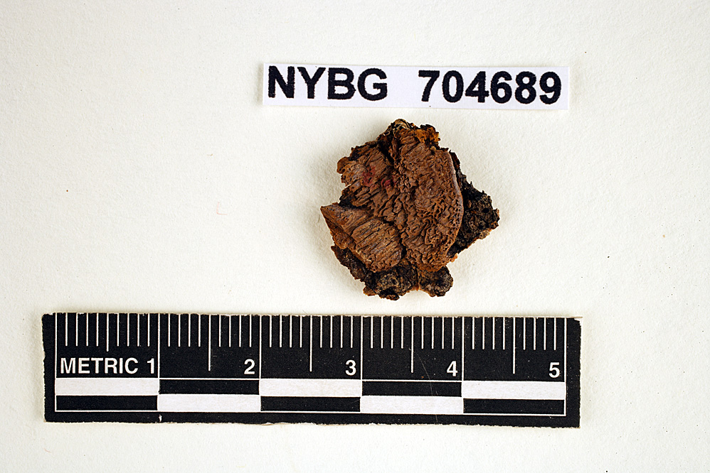 Phellinus viticola image