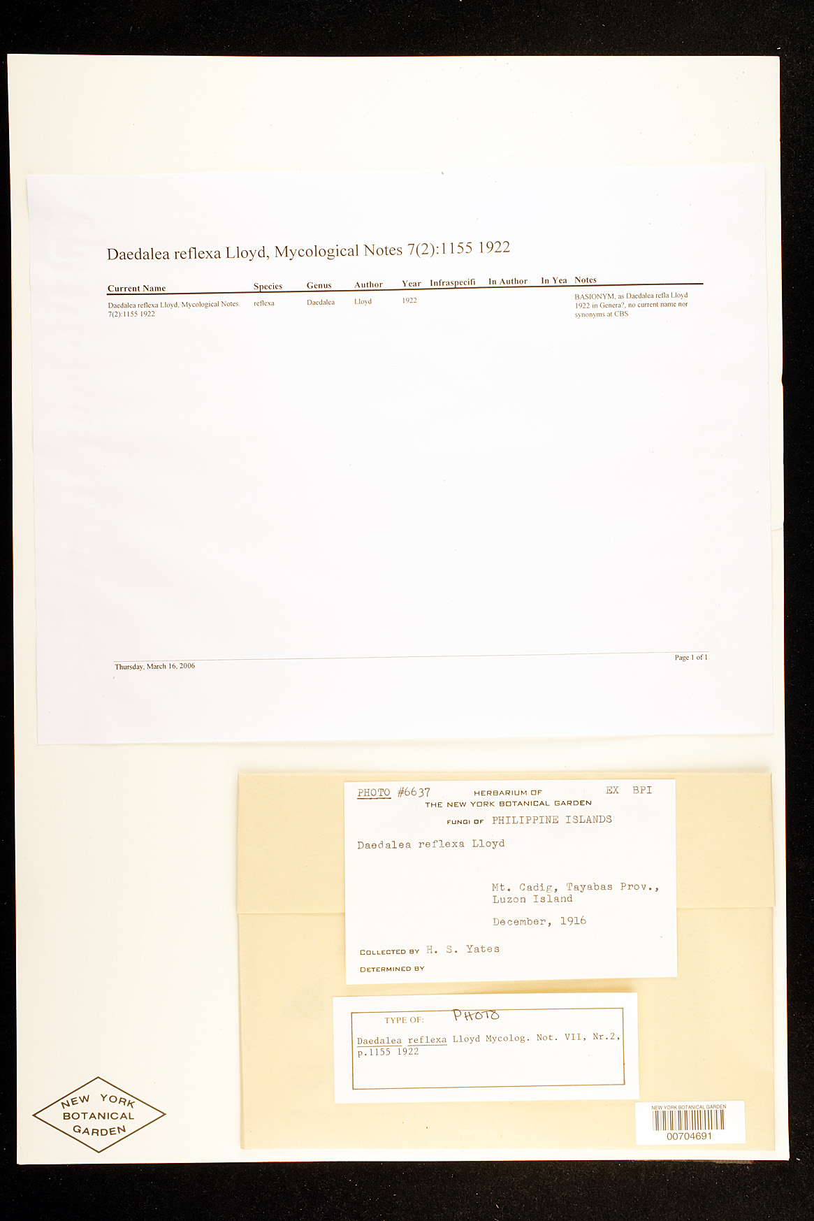 Daedalea reflexa image