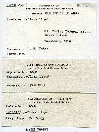 Daedalea reflexa image