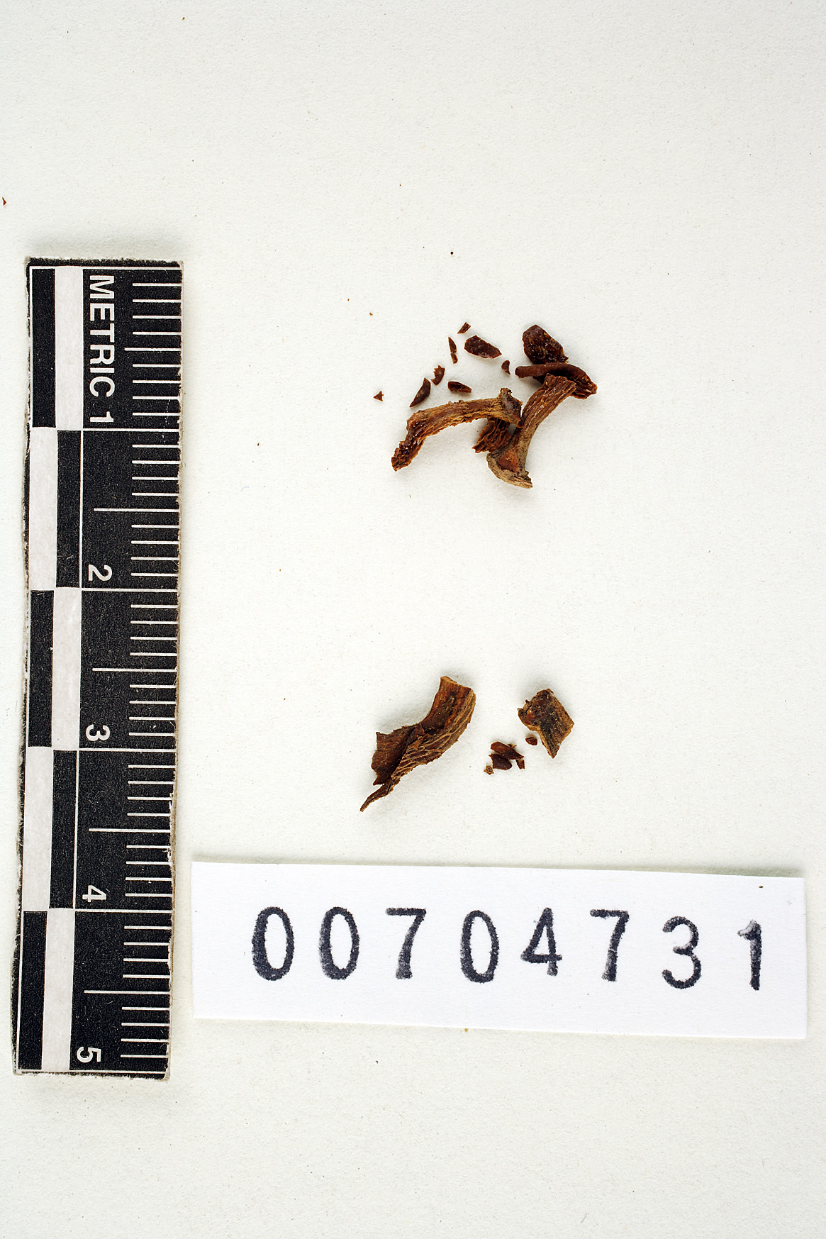 Favolus purpurascens image