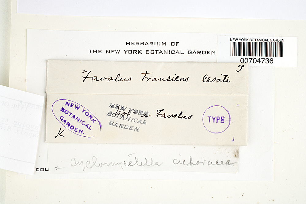 Favolus transiens image