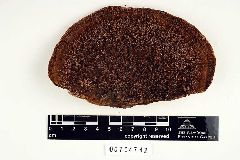 Daedalea imponens image