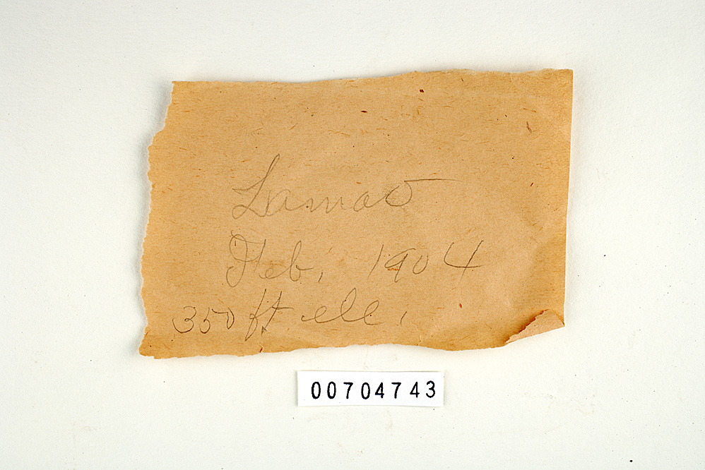 Daedalea imponens image