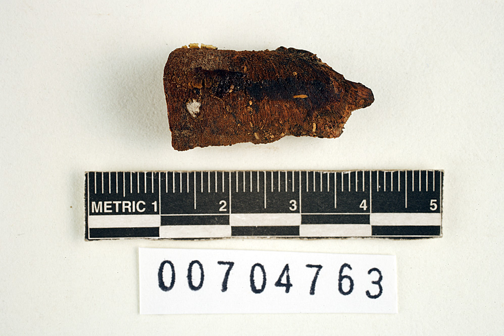 Elmerina cladophora image