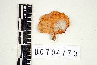 Favolus tenuiculus image