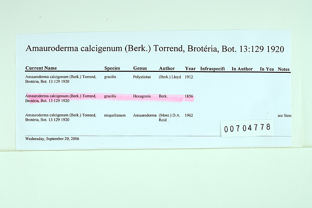 Amauroderma calcigenum image