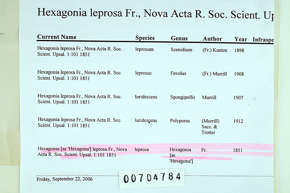 Hexagonia leprosa image