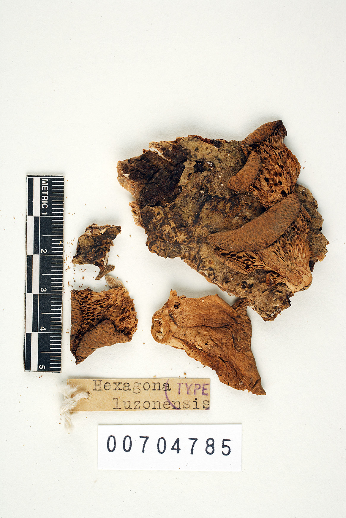 Hexagonia luzonensis image