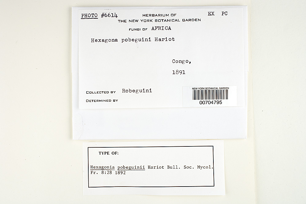 Hexagonia pobeguinii image