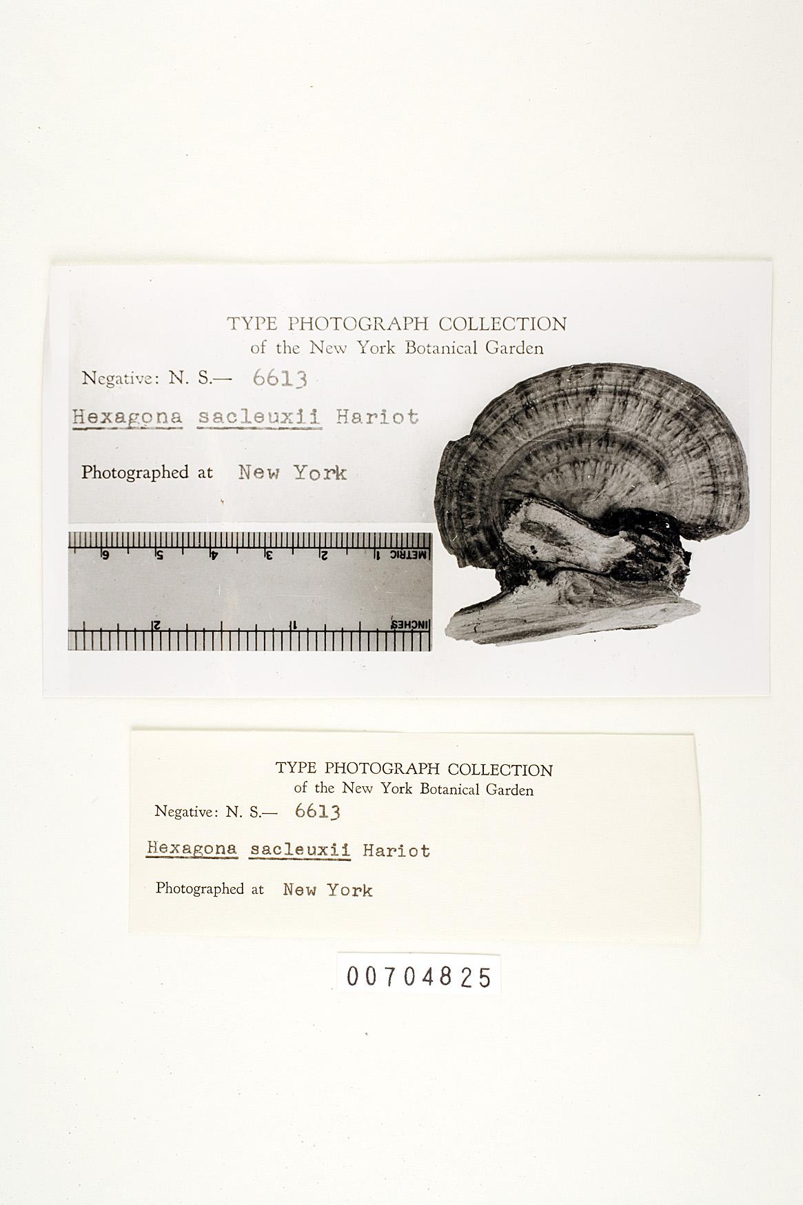 Hexagonia sacleuxii image