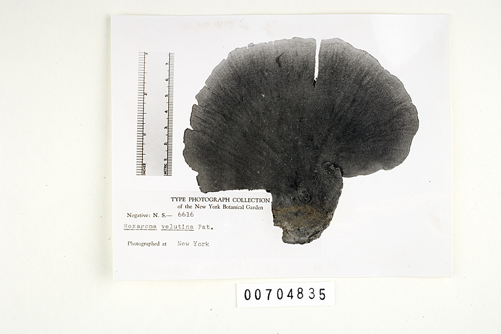 Hexagonia velutina image