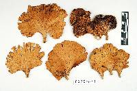 Favolus tenuiculus image