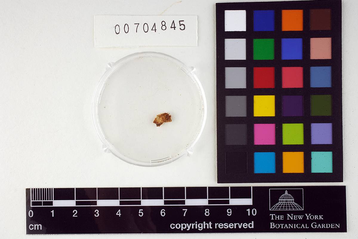 Gloeodontia discolor image