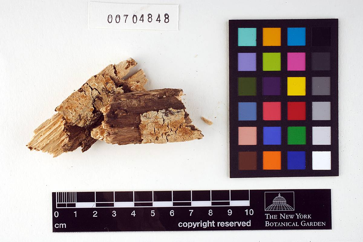 Irpex regularissimus image