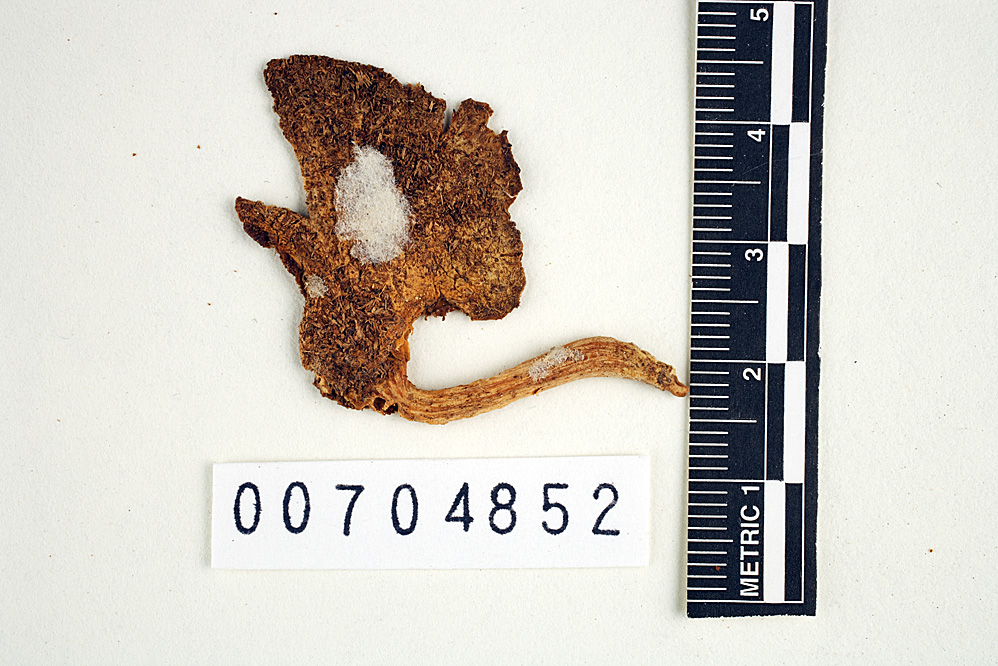 Pleurotus albidus image