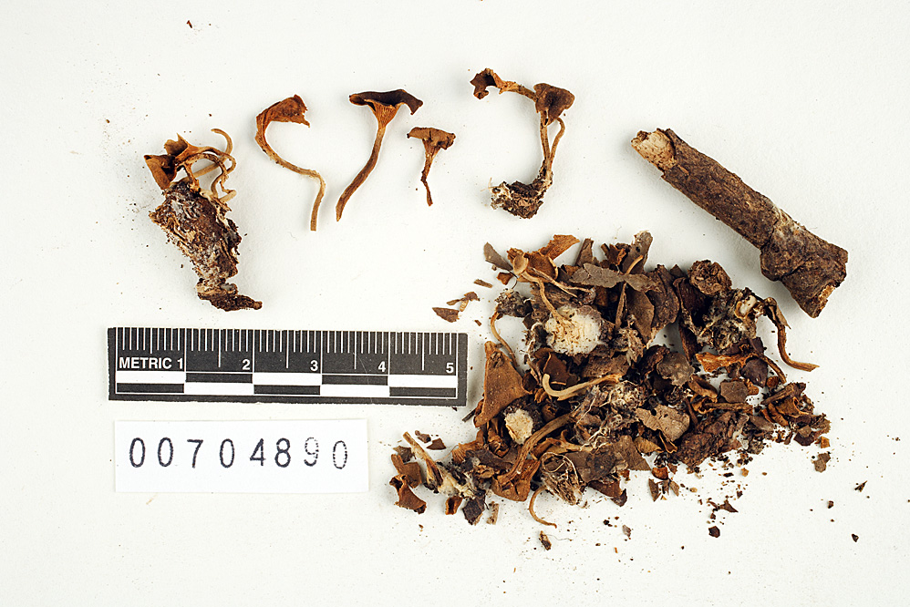 Lentinus subscyphoides image