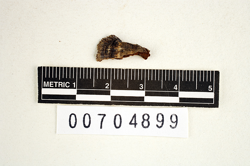Gloeophyllum striatum image